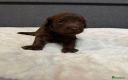 Cockapoo dogs for sale: Beautiful F1b Cockerpoo ready to collect December  - Advert 2