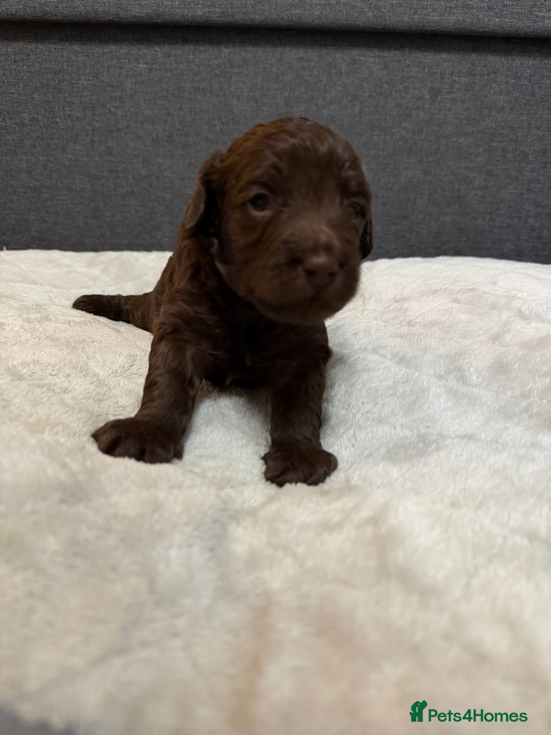 Cockapoo dogs for sale: Beautiful F1b Cockerpoo ready to collect December  - Advert 2