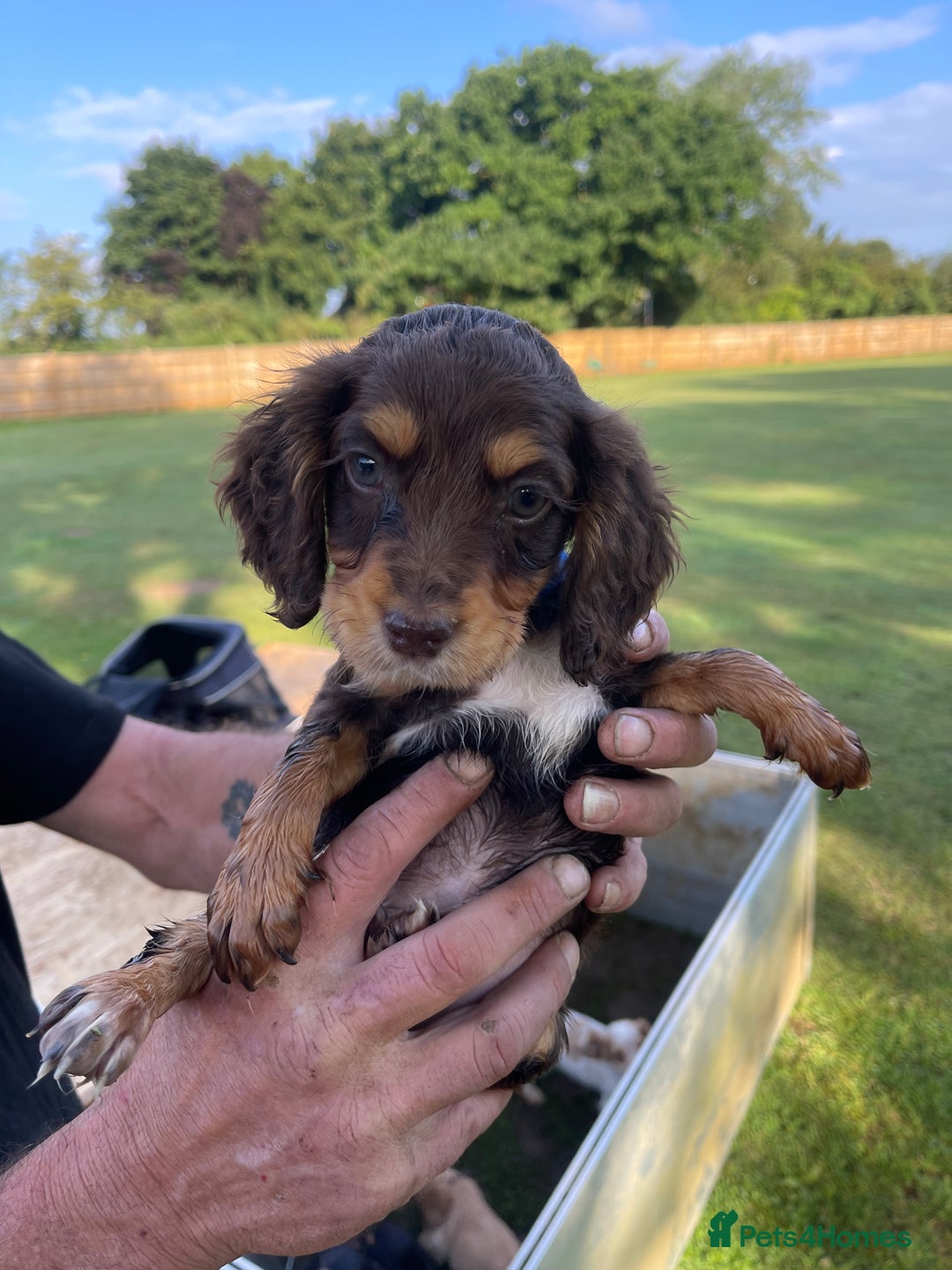 English Springer Spaniel dogs for sale: 🐾English Springer Spaniel Pups🐾 in Maidstone - Image 1