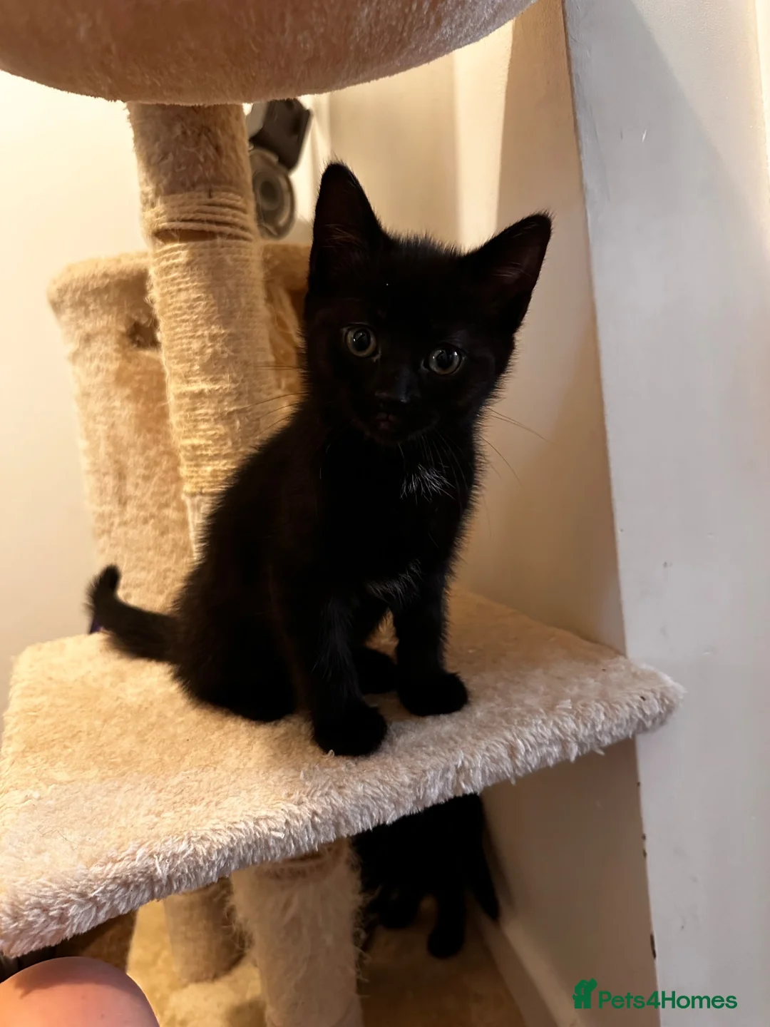 British Shorthair cats for sale: Gorgeous kittens - Advert 6