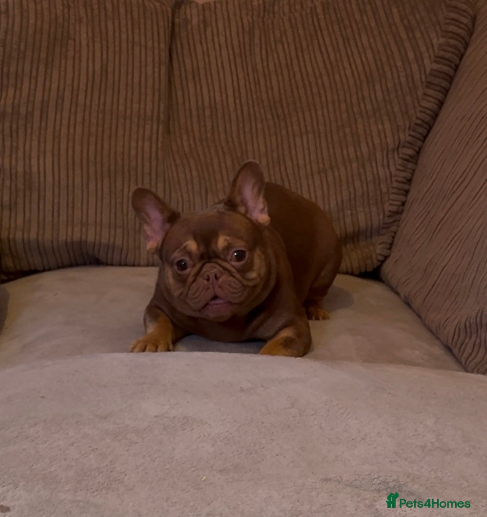 French Bulldog dogs Beautiful French bulldog girl 💪🏽 - Advert 3