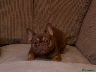 French Bulldog dogs Beautiful French bulldog girl 💪🏽 - Advert 3