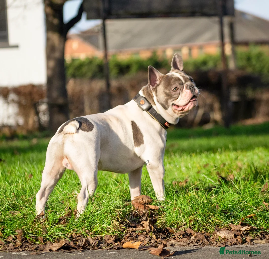 French Bulldog dogs for stud: Chunk Bright & Bubbly! in Leeds - Advert 3