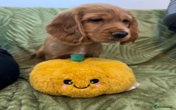 Cocker Spaniel dogs for sale: Cocker Spaniel puppies - Image 1