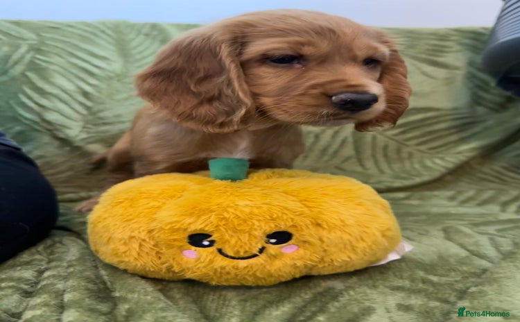 Cocker Spaniel dogs - Advert 1