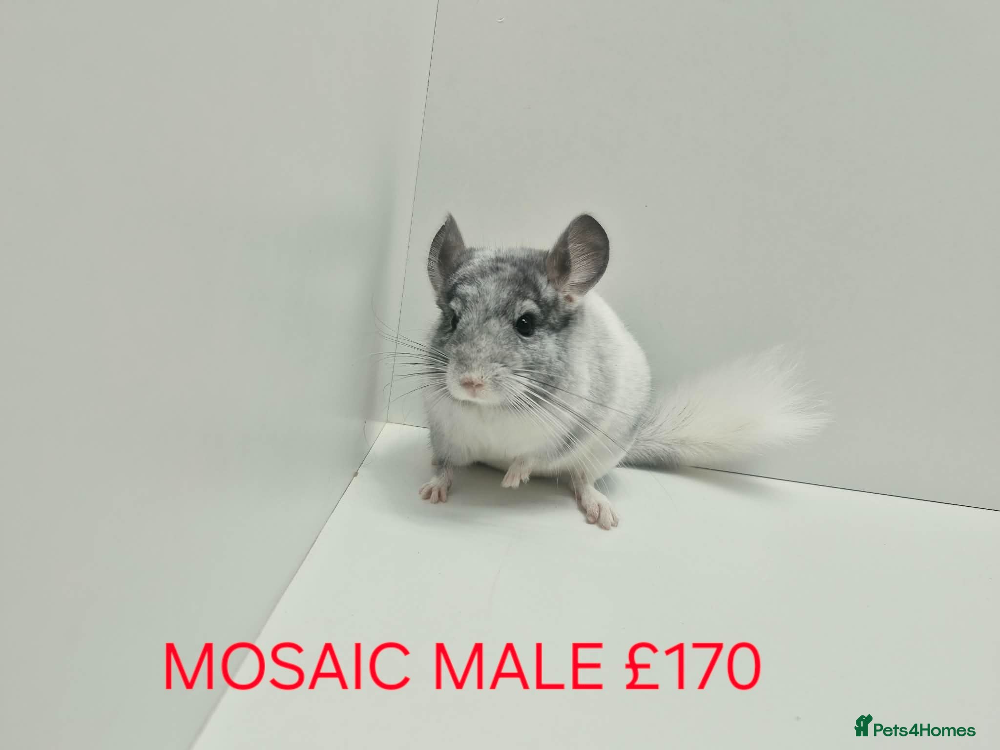 Chinchilla rodents HANDLED & TAME CHINCHILLA MIX COLOURS AND GENDER - Advert 1