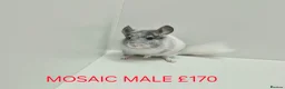 Chinchilla rodents for sale: HANDLED & TAME CHINCHILLA MIX COLOURS AND GENDER - Advert 1
