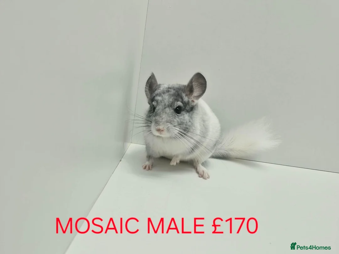 Chinchilla rodents for sale: HANDLED & TAME CHINCHILLA MIX COLOURS AND GENDER - Advert 1