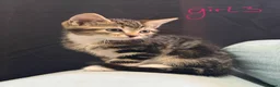Domestic Shorthair cats for sale: Kittens for sale  in Sunderland - Advert 4
