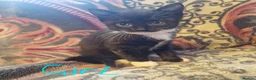British Longhair cats for sale: British longhair x - Advert 7