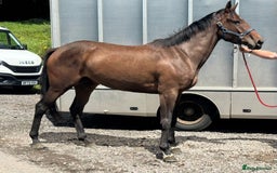 Irish Thoroughbred horses for sale: Unbroken Race / Event prospect  - Image 4