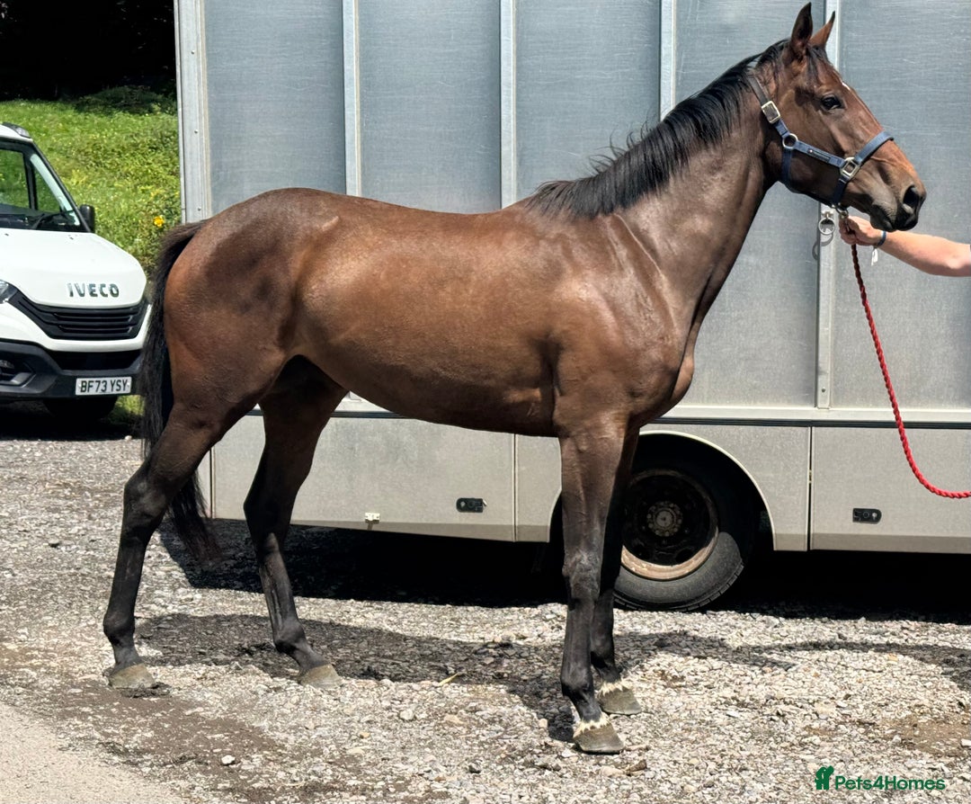 Irish Thoroughbred horses for sale: Unbroken Race / Event prospect  - Image 4