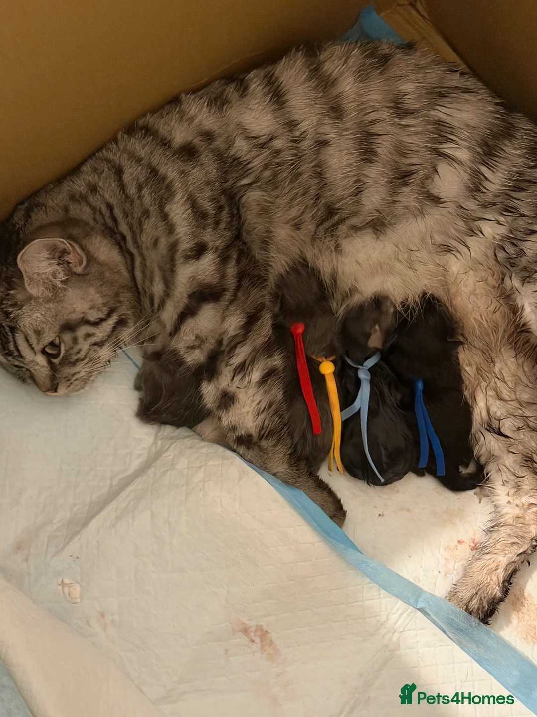 Mixed Breed cats for sale: Mainecoon x British short hair  - Advert 2