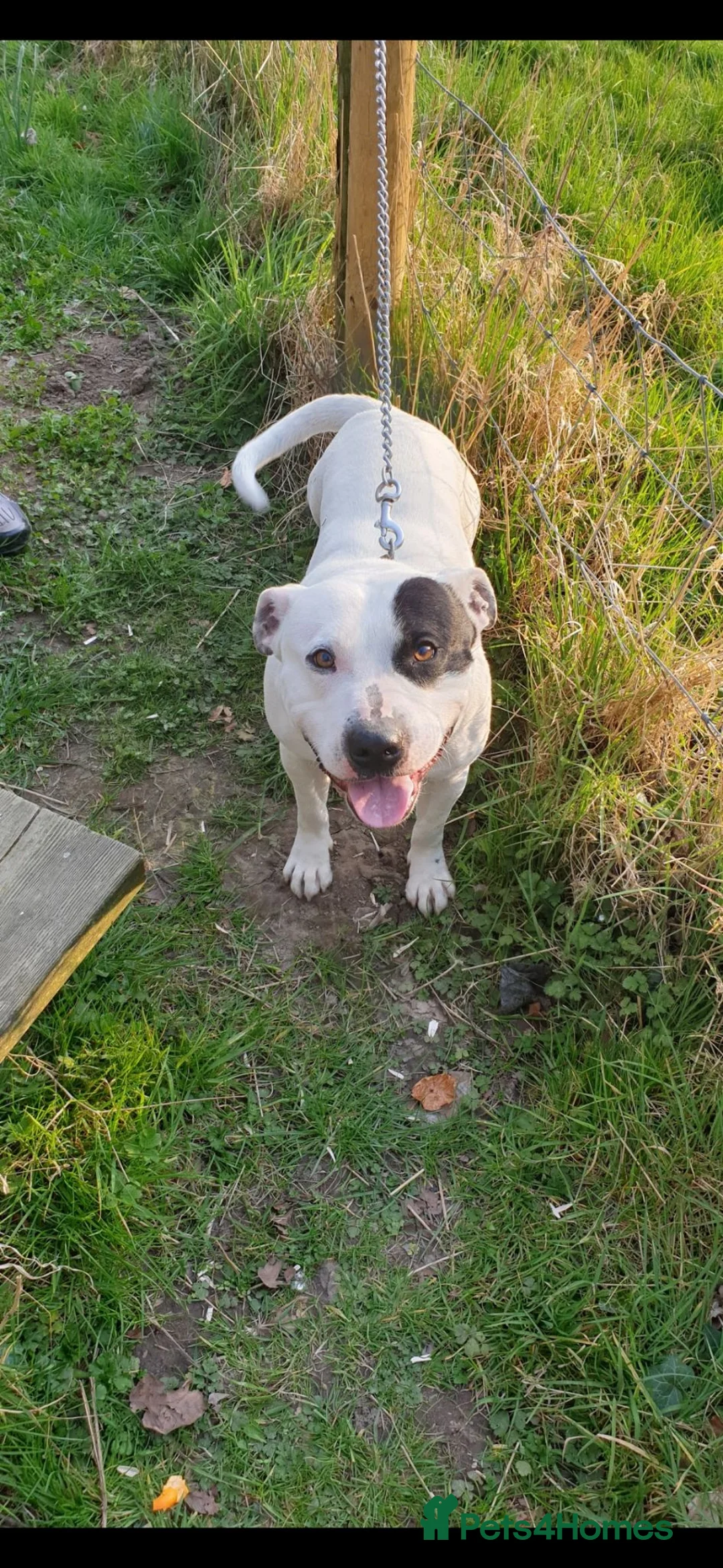 Staffordshire Bull Terrier dogs for stud: Up for stud  in Preston - Advert 5