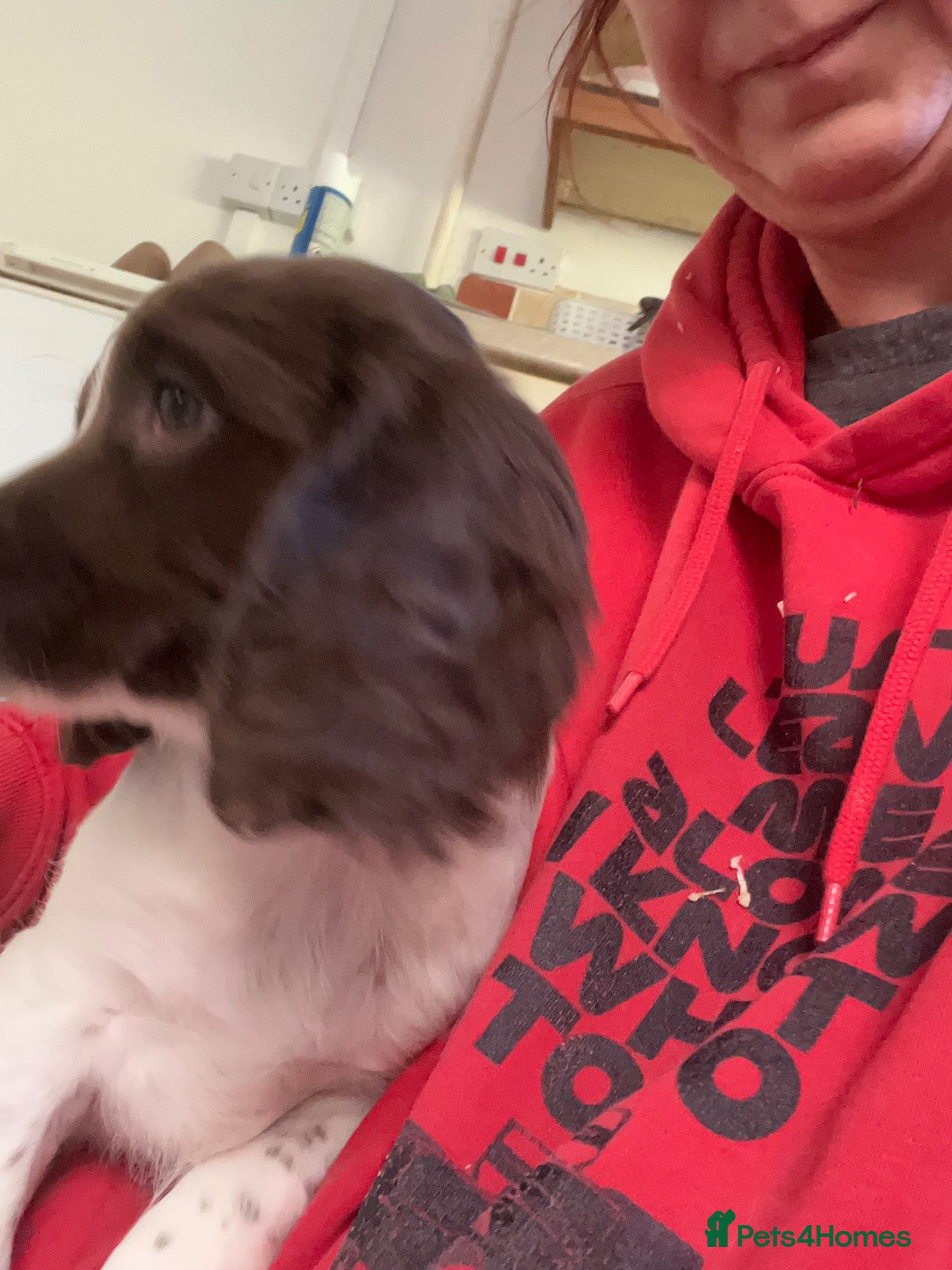 English Springer Spaniel dogs Last Bitch KC reg Springer spaniel Pup Ready Now - Advert 2