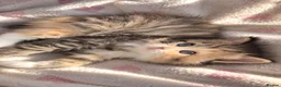 British Longhair cats for sale: Scottish straight x British longhair kitten! - Advert 8