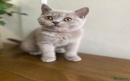 British Shorthair cats for sale: 🐾 TOP QUALLITY LILAC BSH reg GCCF purebred 🐾 - Image 9