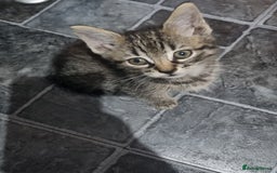 Mixed Breed cats for sale: 3 beautiful kittens for sale - Image 2