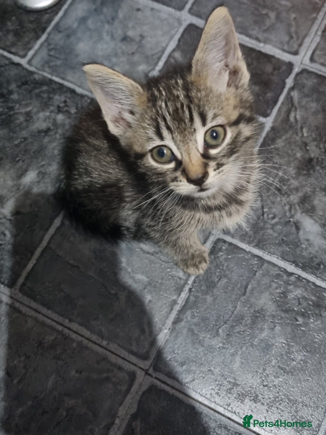 Mixed Breed cats for sale: 3 beautiful kittens for sale - Image 2