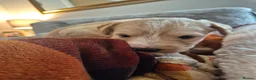 Labradoodle dogs for sale: Labradoodle puppies in Cupar - Advert 12