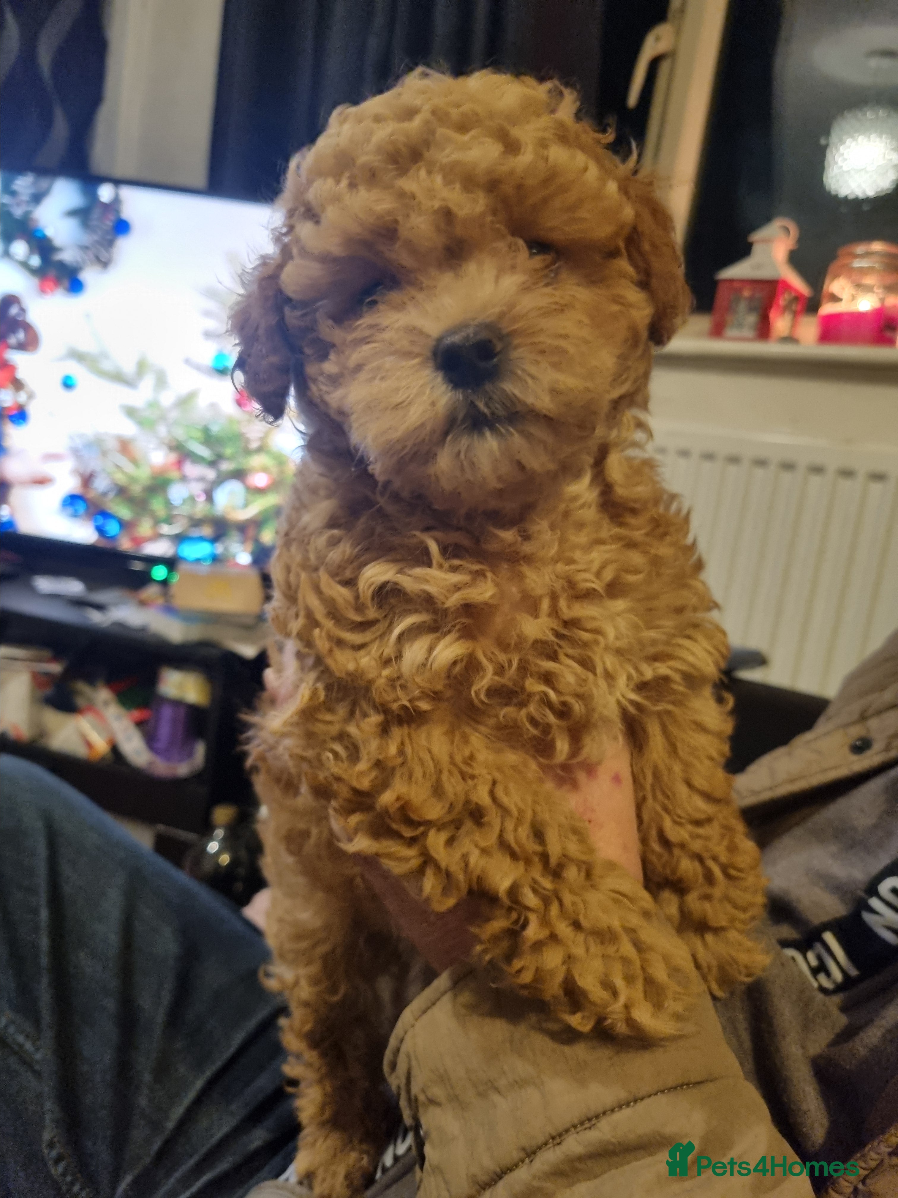 Maltipoo dogs Maltipoo girl  - Advert 6