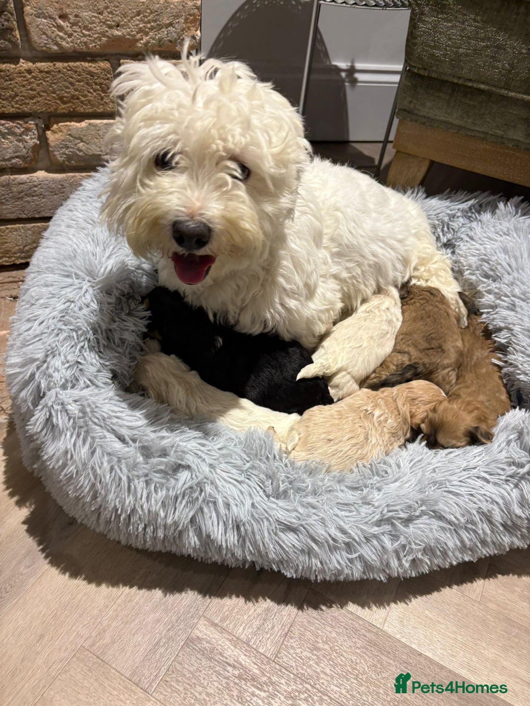 Maltipoo dogs for sale: Maltipoo puppies  - Advert 2