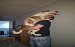 Mixed Breed dogs for sale: Needs a good home - Image 9