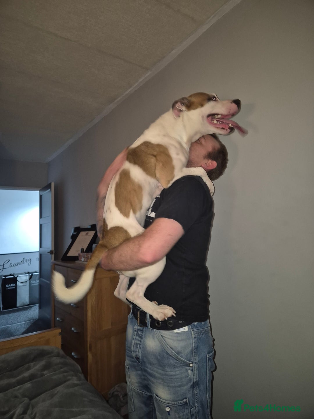 Mixed Breed dogs for sale: Needs a good home - Image 9