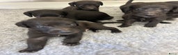 Mixed Breed dogs for sale: GENUINE BEDDY WHIPPETS 2 BOYS LEFT - Advert 13