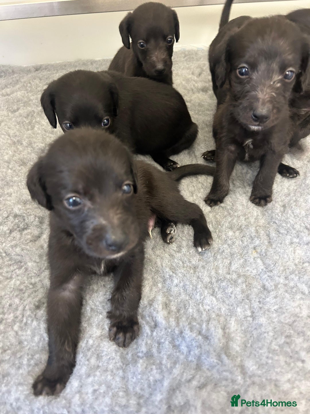 Mixed Breed dogs for sale: GENUINE BEDDY WHIPPETS 2 BOYS LEFT - Advert 13