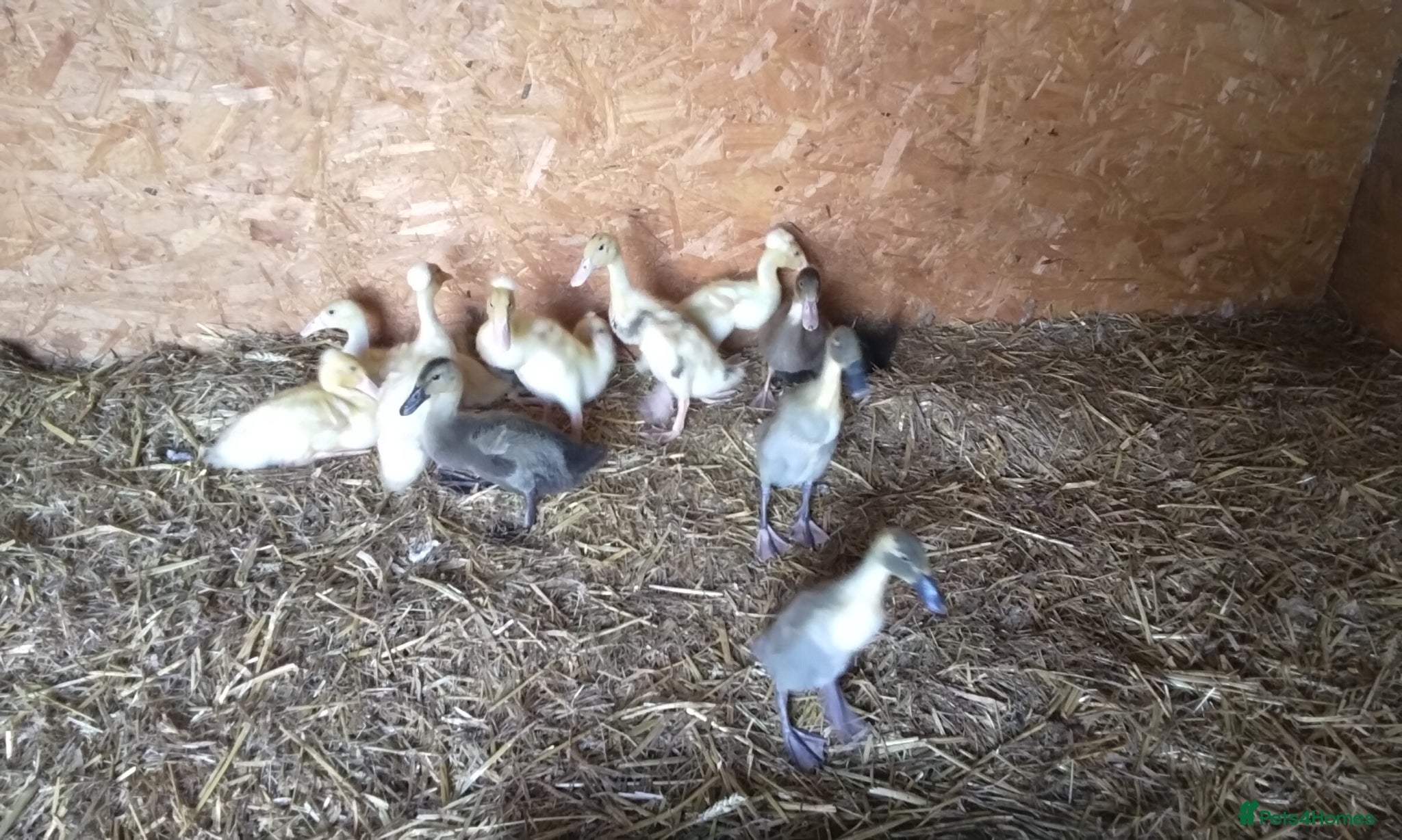 Ducks poultry Indian runner ducklings for sale - Advert 16
