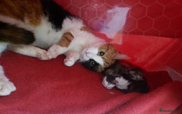 Mixed Breed cats for sale: Kittens - Image 4
