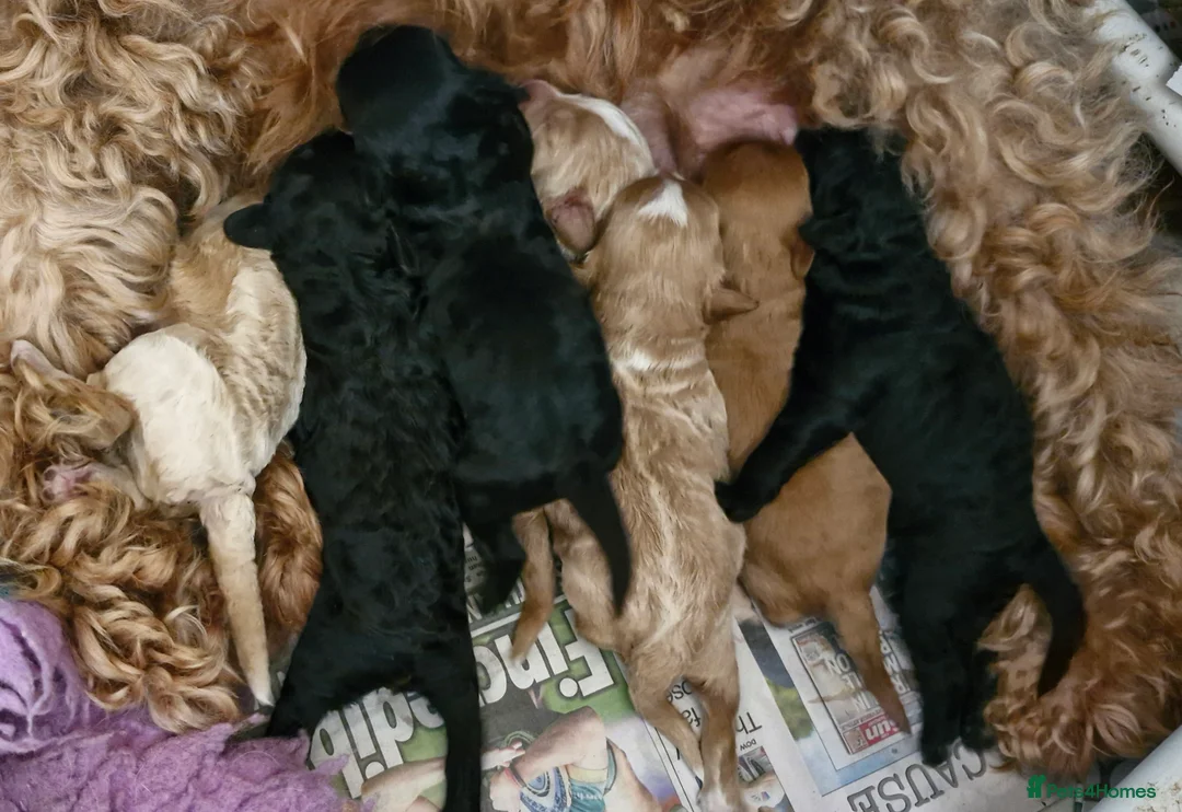 Poodle dogs for stud: Merle black & silver poodle for stud only .  in Lincoln - Advert 29