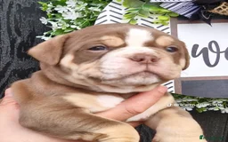 Olde English Bulldogge dogs for sale: Olde English Bulldogs - Advert 4