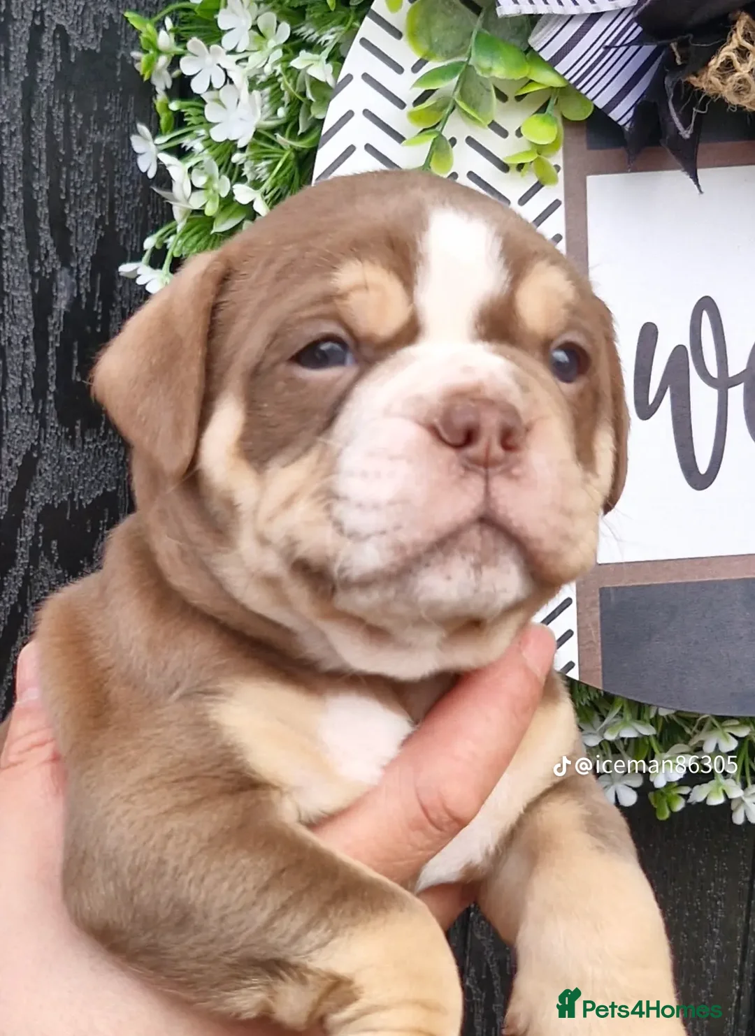 Olde English Bulldogge dogs for sale: Olde English Bulldogs - Advert 4