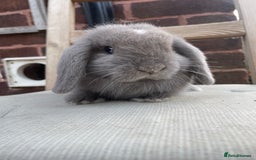 Mini Lop rabbits for sale: Beautiful blue eyed mini lops ready to leave now  - Image 7