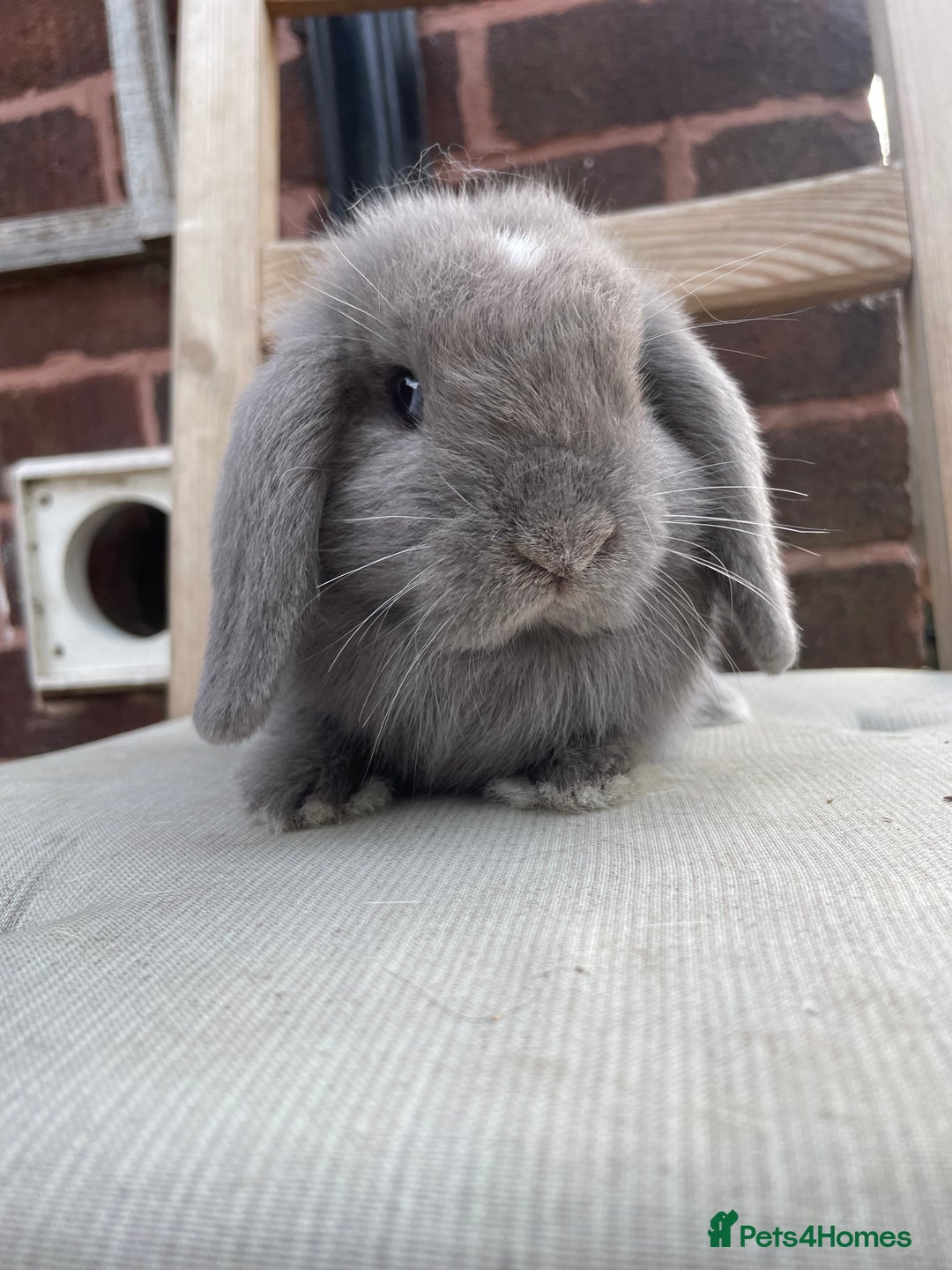 Mini Lop rabbits for sale: Beautiful blue eyed mini lops ready to leave now  - Image 7