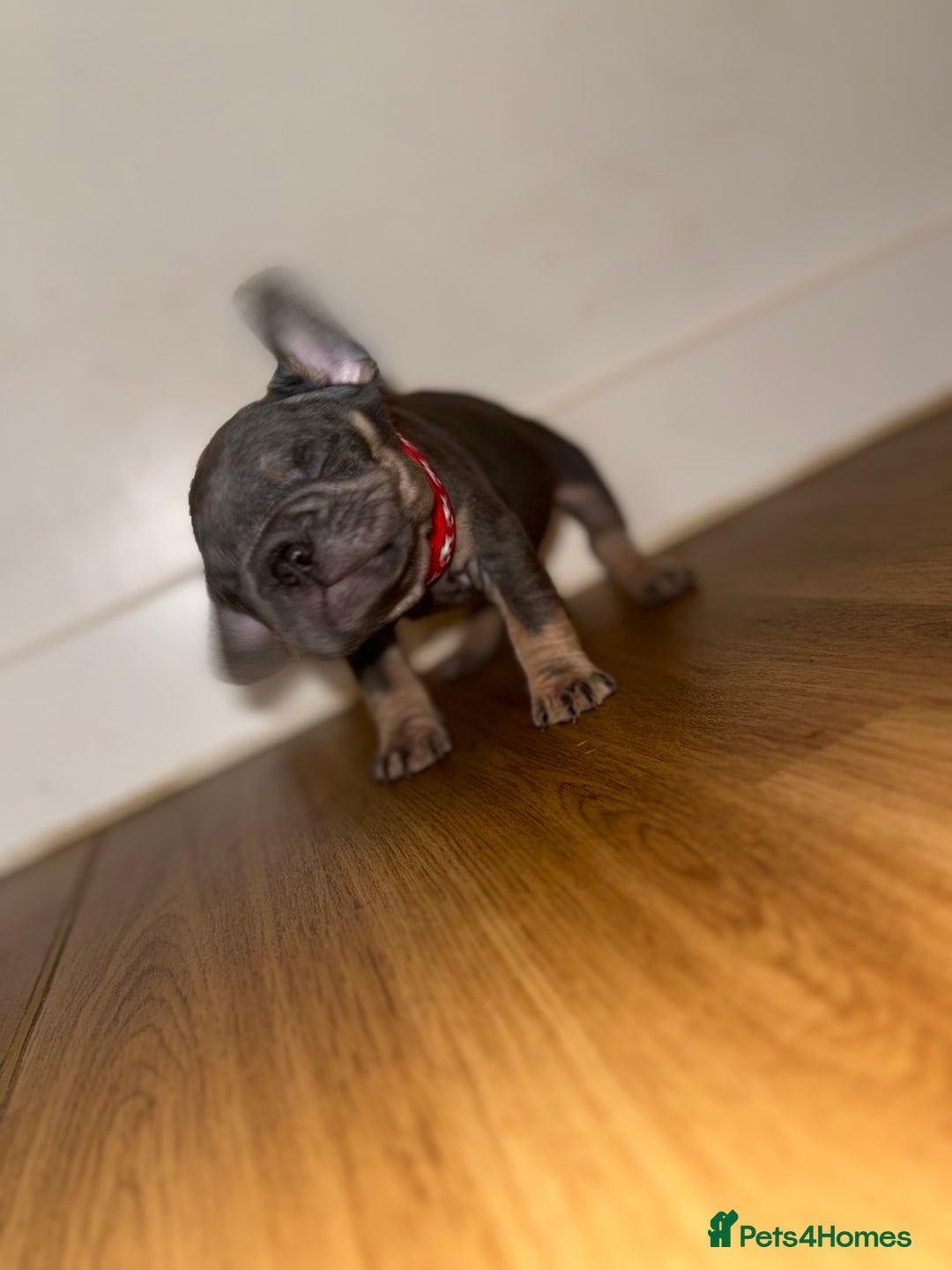 French Bulldog dogs for sale: BLUE & CREAM/TAN Isabella/pink carrying. - Image 20