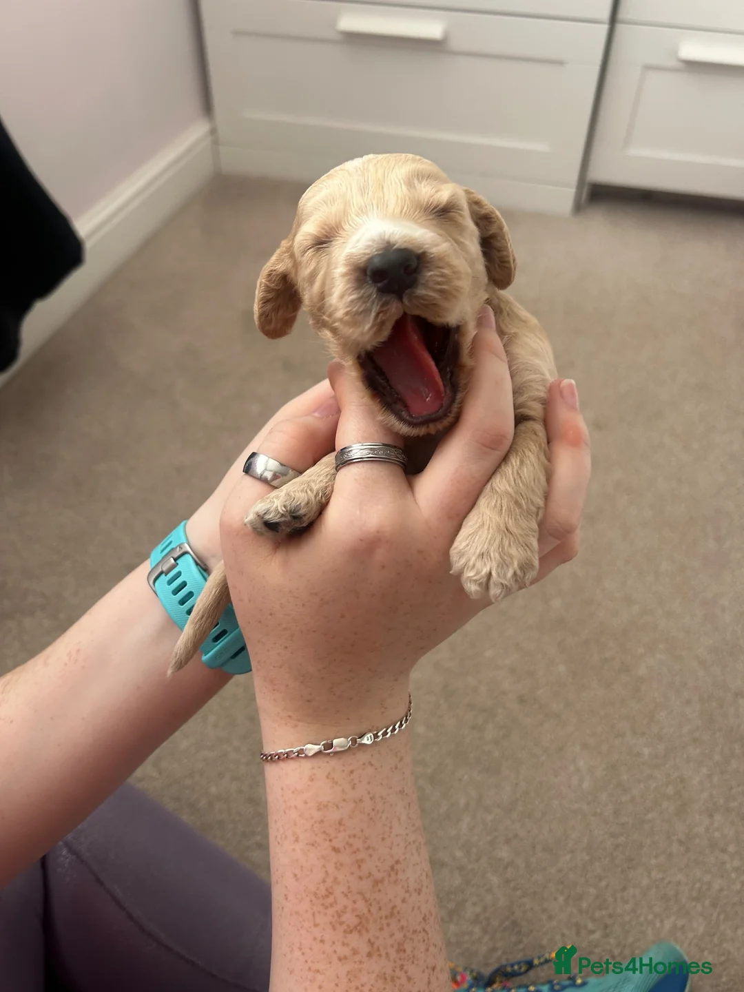 Cockapoo dogs for sale: 6 Gorgeous F1 Cockapoo puppies!!  - Advert 30