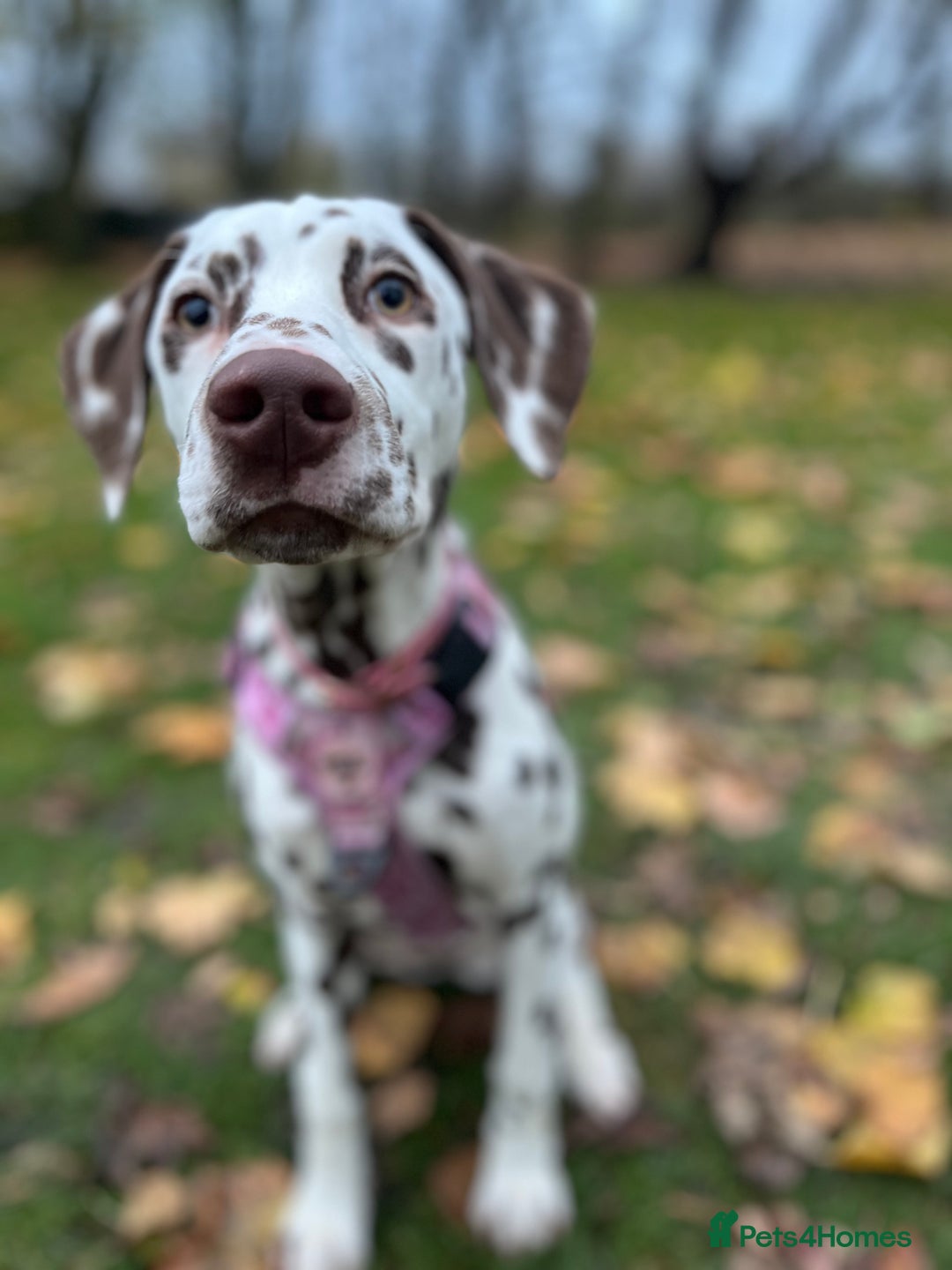 Dalmatian dogs for sale: River  - Advert 10