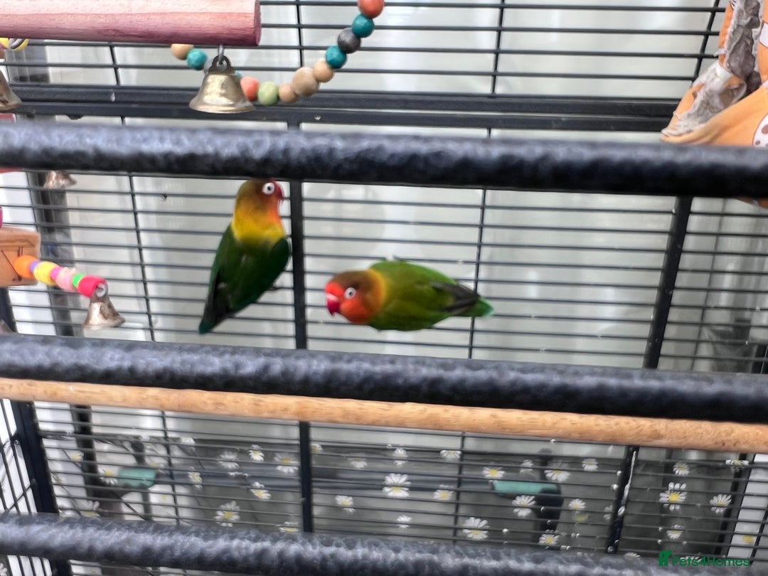 Lovebirds birds for sale: Love Birds Male & Female - Image 5