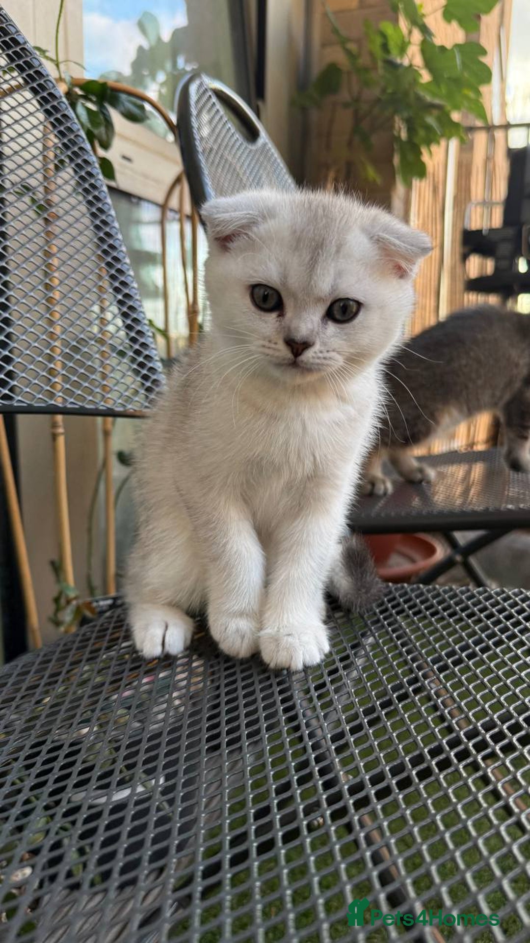 Scottish Fold cats for sale: 🐱 One boy left 🐱 Open for offers ❤️ - Image 17