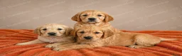 Golden Retriever dogs for sale: Pedigree, correct and health tested Golden puppies - Advert 4