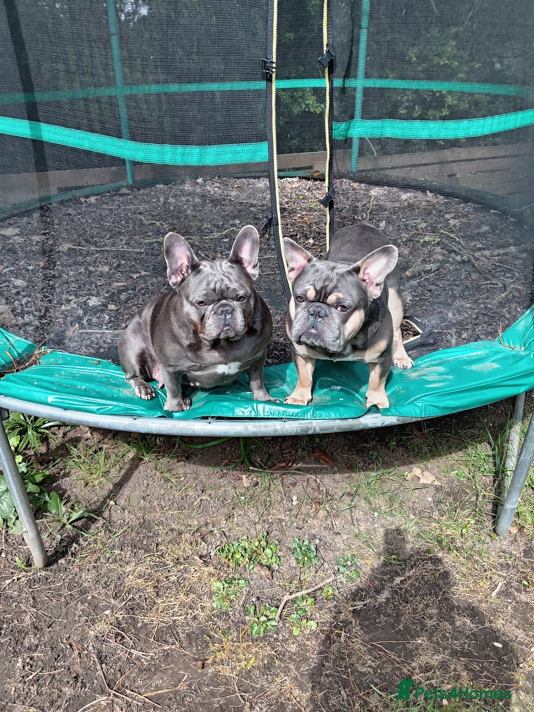 French Bulldog dogs for stud: Teddy Bear  - Advert 2