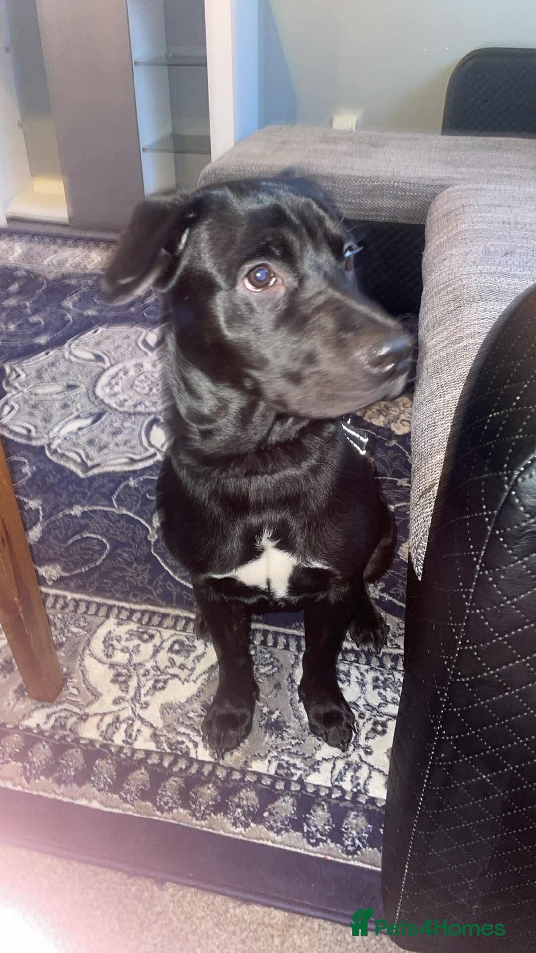 Mixed Breed dogs Bruno  in Stoke-on-Trent - Advert 3