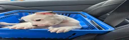 Mixed Breed dogs for sale: **READY NOW**8 staffyxEnglish bull terrier puppies - Advert 11
