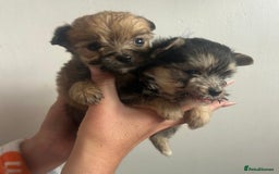 Yorkshire Terrier dogs for sale: Golden Yorkshire Terrier girl - Image 8