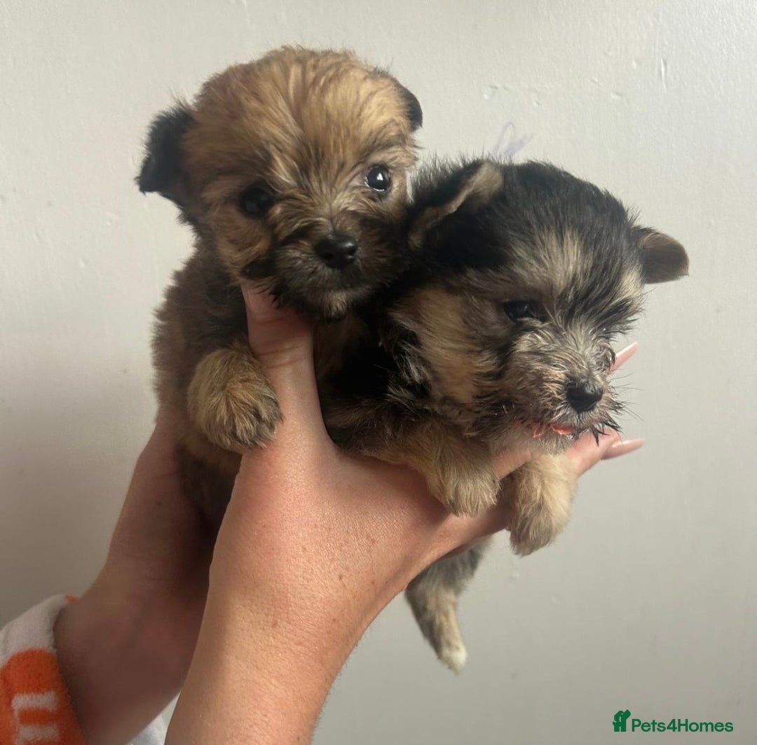 Yorkshire Terrier dogs for sale: Golden Yorkshire Terrier girl - Image 8