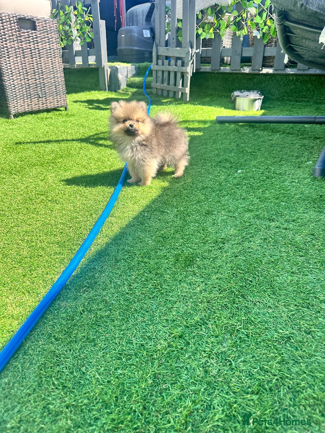 Pomeranian dogs for sale: Pomeranian  ** Teddy face  - Advert 1