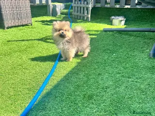 Pomeranian dogs Pomeranian ** Teddy face - Advert 1